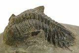 Bargain, Hollardops Trilobite Fossil - Ofaten, Morocco #340235-2